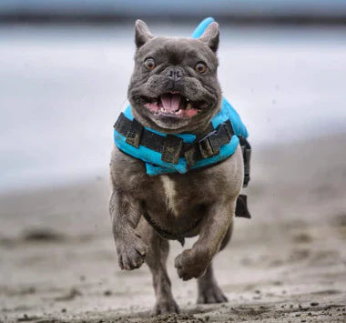 Dog Life Jacket