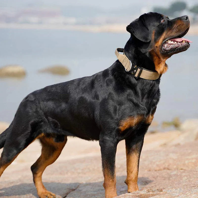 Dog Collar with Handle for Control