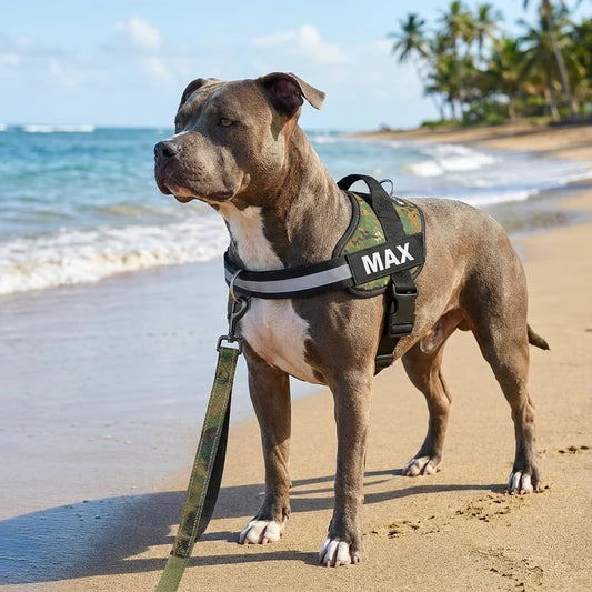 Personalized No-Pull Dog Harness with Front D-Ring – Designed for Neck & Shoulder Relief