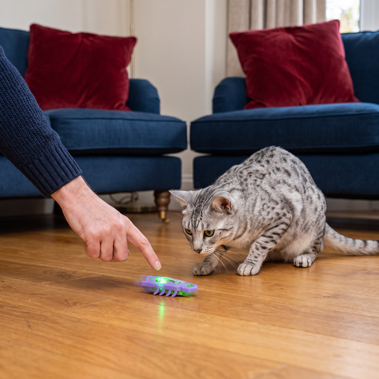 Interactive Electric Beetle Cat Toy with LED Lights and Automatic Moving Action