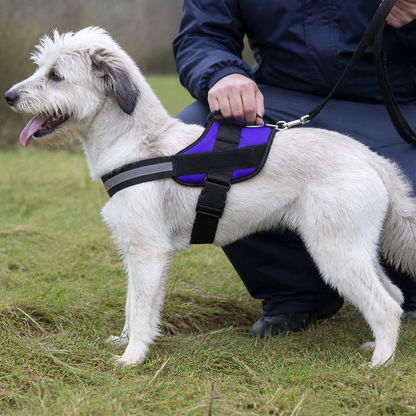 Reflective Adjustable Dog Harness with 3 Leash Clips – Padded for Walking & Training